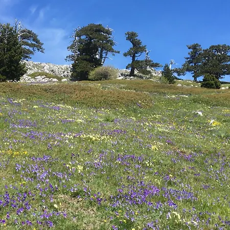 La Perla Del Dolcedorme *