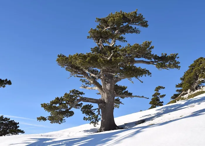 La Perla Del Dolcedorme Oda ve Kahvaltı *